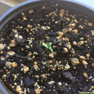 Grow2_Sprout2