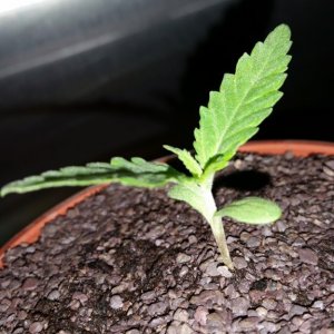 Double berry 2 week 1st grow