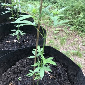 TacoTED11 grow 2017
