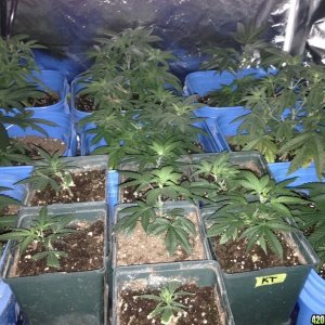 Canadian properly germinated seeds