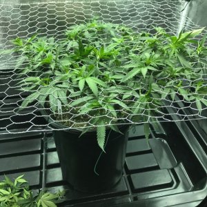 Tangie working into scrog