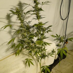Organic Silver Fox Solo Cup Grow-Pheno #3/Day 41 of Flowering