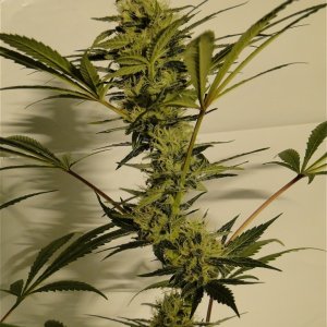 Organic Silver Fox Solo Cup Grow-Pheno #3/Day 41 of Flowering
