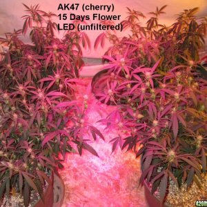 Spring 2017 grow - THC Bomb/Afghani/AK47