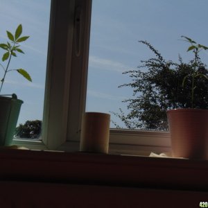 plant problems