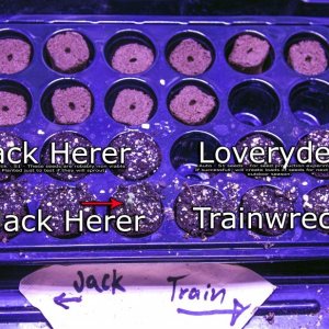 Trainwreck & Jack Herer - Vegg day 4