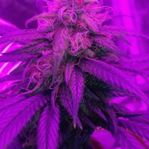 Chiesel 42 days flowering tent