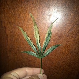 Amnesia Haze leaf problem