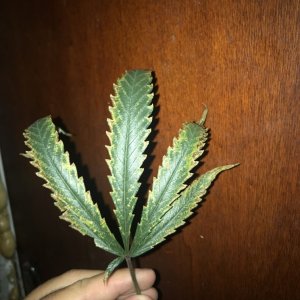 AmnHaze Leaf problem