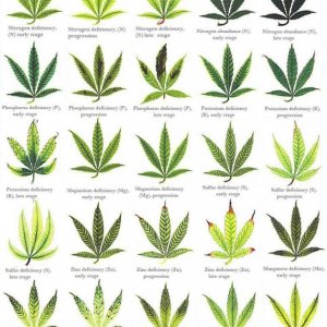 marijuana-nutrients-and-fertilizer-deficiency-1375-w800