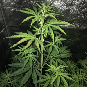 Issue with nutrients