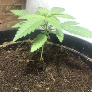 Critical grow with cherry anmnesia