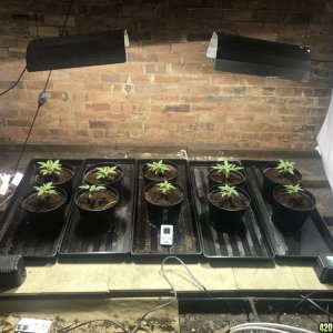 Critical grow with cherry anmnesia