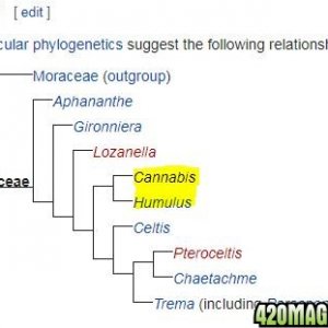 Cannabis_Phylogeny