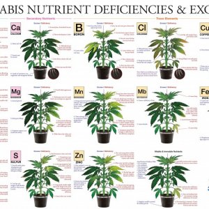 Marijuana Nutrient Deficiency Chart