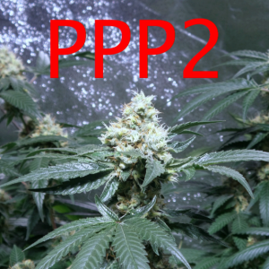 PPP2-1