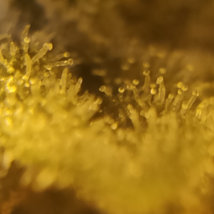 trichomes_week_7_day_1_pic_2