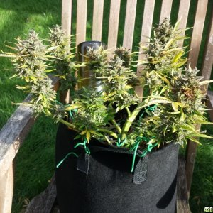 Brown patches - bud rot or not?