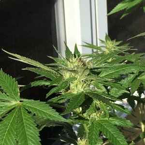 Mystery seed clones