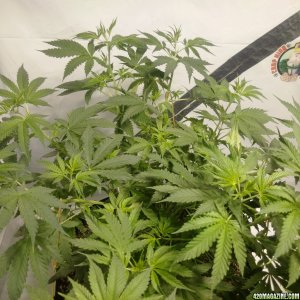 Candida (CD-1) LST and Spray-N-Grow