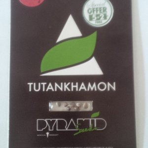 Tutankhamon Packaging (day 1 germination)