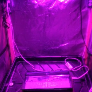Whole Tent (day 1 germination)