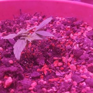 New_CBD_Grow/er