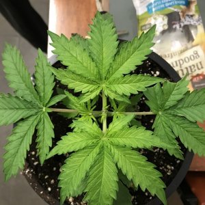 plant deficiency please help