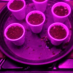 Cups 2 (germination day 3)