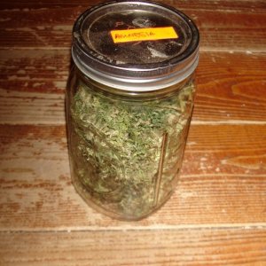 amnesia bud jar
