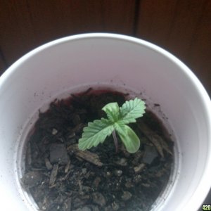 Day 8 after sprouting.