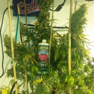 the incredible bulk from Dr kripling seeds