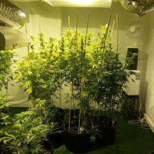 pineapple express from g13 seeds