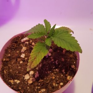 First time grow , need some help