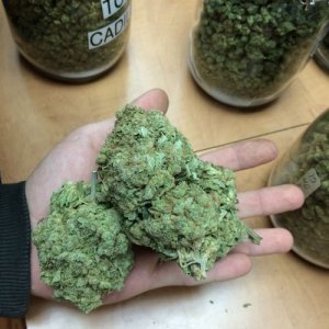 top 10 on-line weed shop supply no medical card