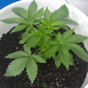 hash plant 4 weeks
