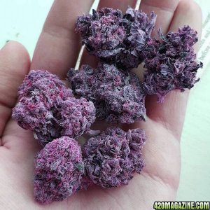 Buy Organic Sativa and Indica ??Afghan kush,?? AK47??Grand daddy??Blueberry