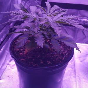 In Search of Mother( Grow Journal )