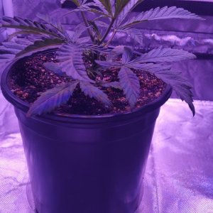 In Search of Mother( Grow Journal )