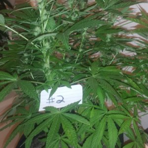 Day 85 Plant 2