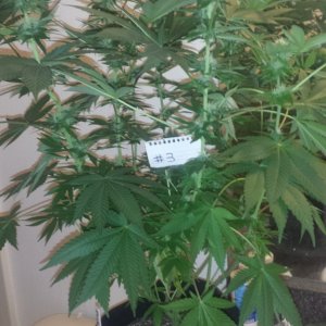 Day 85 Plant 3