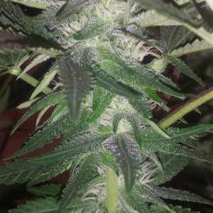 Day 85 Plant 3