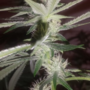 Day 85 Plant 4