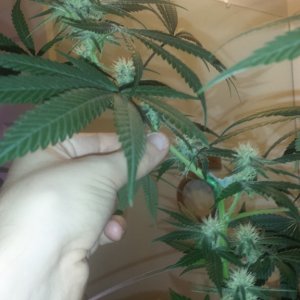 Day 85 Plant 4