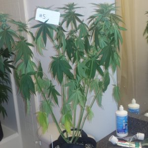 Day 85 Plant 5