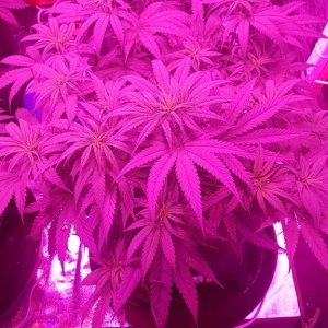 Medical Mass strain 39 days old - 2 week of flowering