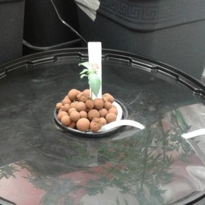 Drip feed hydroponics