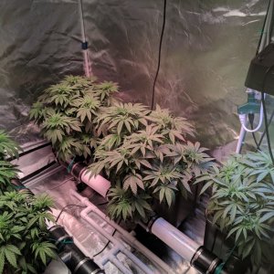 Second grow week 3 Veg