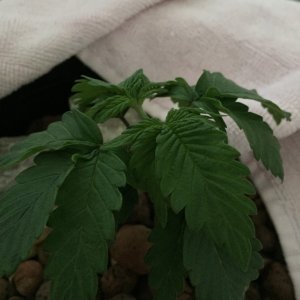 blue widow nute issue?