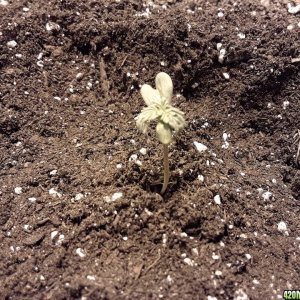 Black berry kush  seedlings nov 22 2017
